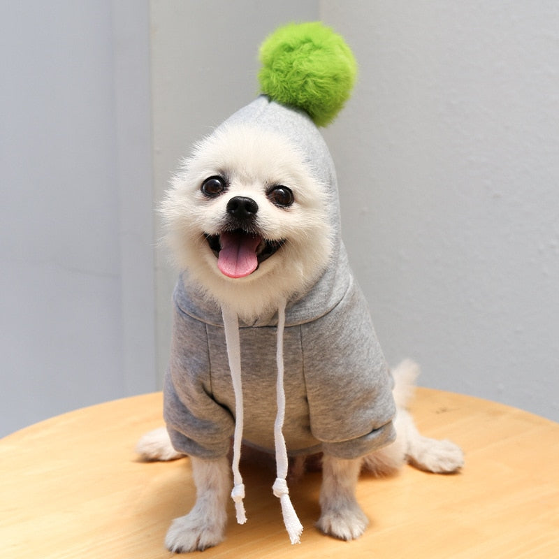 Cute Fruit Dog Clothes